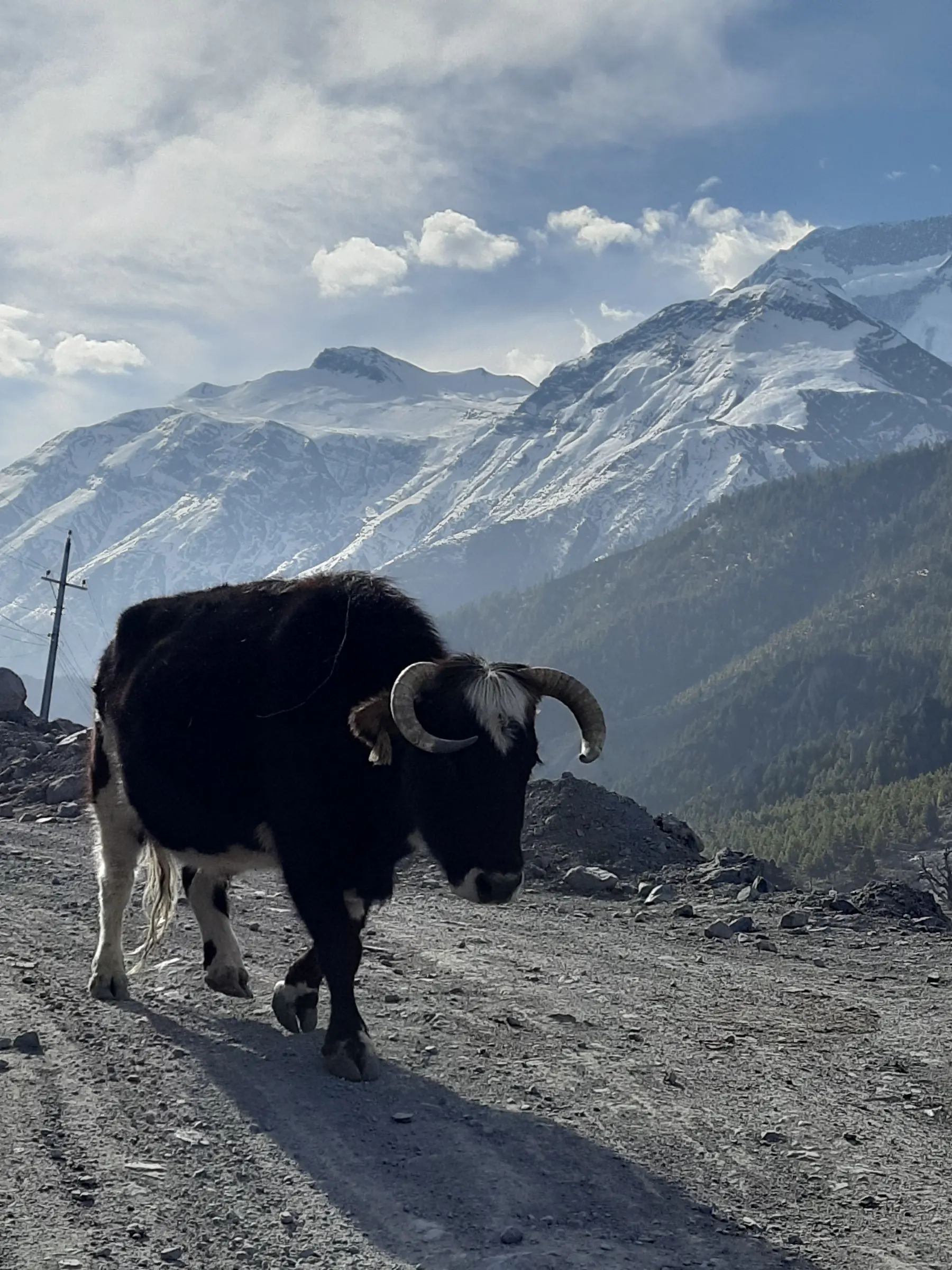 A yak on the trail of the high route, a snow peak rising behind